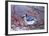 Blue Jay in Winterberry Bush in Winter Marion County, Illinois-Richard and Susan Day-Framed Photographic Print