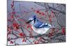 Blue Jay in Winterberry Bush in Winter Marion County, Illinois-Richard and Susan Day-Mounted Photographic Print