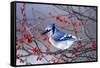 Blue Jay in Winterberry Bush in Winter Marion County, Illinois-Richard and Susan Day-Framed Stretched Canvas