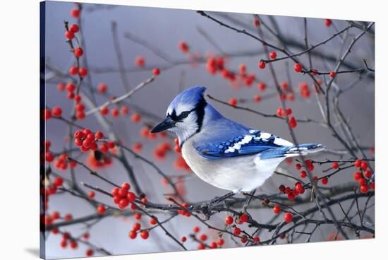 Blue Jay in Winterberry Bush in Winter Marion County, Illinois-Richard and Susan Day-Stretched Canvas