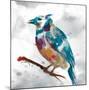 Blue Jay-Stephane Fontaine-Mounted Giclee Print