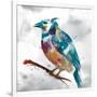 Blue Jay-Stephane Fontaine-Framed Giclee Print