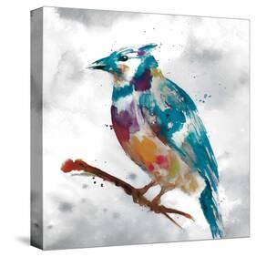 Blue Jay-Stephane Fontaine-Stretched Canvas