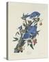 Blue Jay-James Audubon-Stretched Canvas