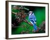 Blue Jay-Adam Jones-Framed Photographic Print