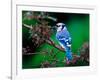 Blue Jay-Adam Jones-Framed Photographic Print