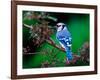 Blue Jay-Adam Jones-Framed Photographic Print