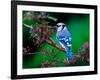 Blue Jay-Adam Jones-Framed Photographic Print