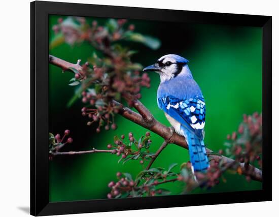 Blue Jay-Adam Jones-Framed Photographic Print