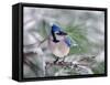 Blue Jay-Adam Jones-Framed Stretched Canvas