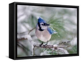 Blue Jay-Adam Jones-Framed Stretched Canvas