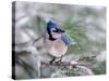 Blue Jay-Adam Jones-Stretched Canvas