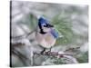 Blue Jay-Adam Jones-Stretched Canvas