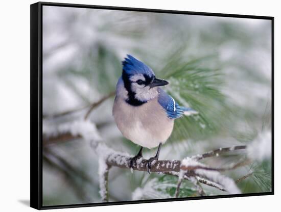 Blue Jay-Adam Jones-Framed Stretched Canvas