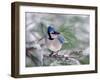 Blue Jay-Adam Jones-Framed Premium Photographic Print