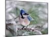 Blue Jay-Adam Jones-Mounted Premium Photographic Print