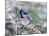 Blue Jay-Adam Jones-Mounted Premium Photographic Print