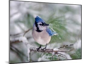 Blue Jay-Adam Jones-Mounted Photographic Print