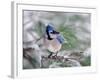 Blue Jay-Adam Jones-Framed Photographic Print