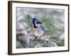 Blue Jay-Adam Jones-Framed Photographic Print