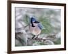 Blue Jay-Adam Jones-Framed Photographic Print