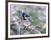 Blue Jay-Adam Jones-Framed Photographic Print