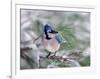 Blue Jay-Adam Jones-Framed Photographic Print