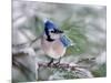 Blue Jay-Adam Jones-Mounted Photographic Print