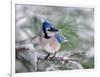 Blue Jay-Adam Jones-Framed Photographic Print