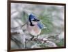 Blue Jay-Adam Jones-Framed Photographic Print