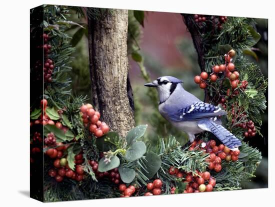 Blue Jay-Gary Carter-Stretched Canvas