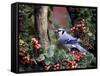 Blue Jay-Gary Carter-Framed Stretched Canvas