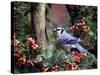 Blue Jay-Gary Carter-Stretched Canvas