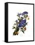 Blue Jay-John James Audubon-Framed Stretched Canvas