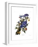 Blue Jay-John James Audubon-Framed Giclee Print