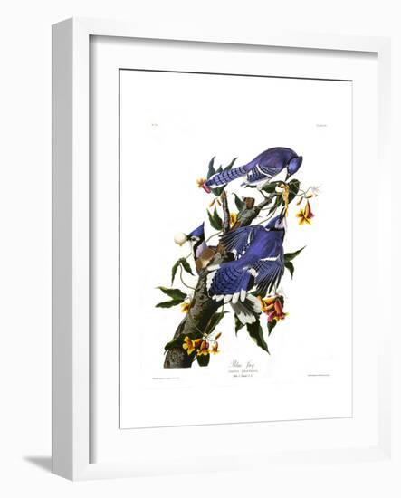 Blue Jay-John James Audubon-Framed Giclee Print