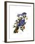 Blue Jay-John James Audubon-Framed Giclee Print