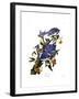 Blue Jay-John James Audubon-Framed Giclee Print