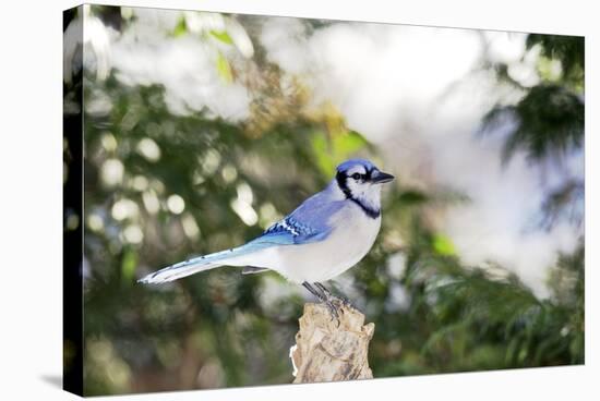 Blue Jay-Gary Carter-Stretched Canvas