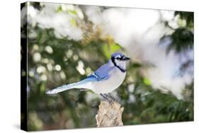 Blue Jay-Gary Carter-Stretched Canvas