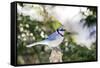 Blue Jay-Gary Carter-Framed Stretched Canvas