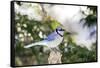 Blue Jay-Gary Carter-Framed Stretched Canvas