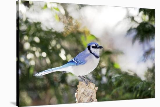 Blue Jay-Gary Carter-Stretched Canvas