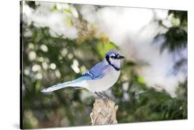 Blue Jay-Gary Carter-Stretched Canvas