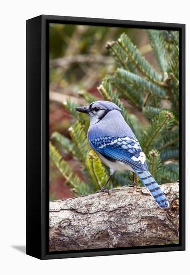 Blue Jay-Gary Carter-Framed Stretched Canvas