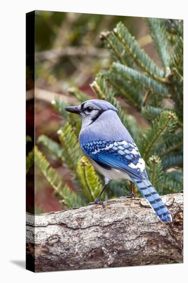 Blue Jay-Gary Carter-Stretched Canvas