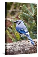 Blue Jay-Gary Carter-Stretched Canvas