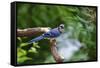 Blue Jay-Gary Carter-Framed Stretched Canvas