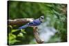 Blue Jay-Gary Carter-Stretched Canvas