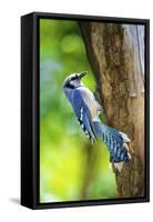 Blue Jay-Gary Carter-Framed Stretched Canvas